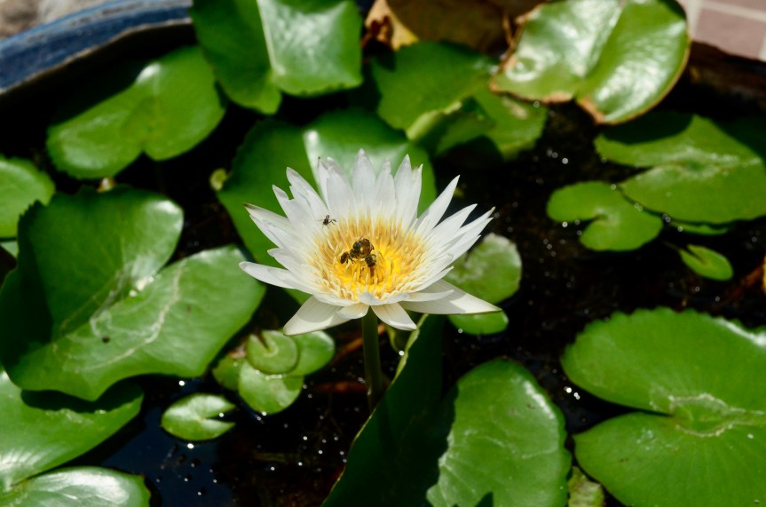 The Metamorphosis of Life, Nature and its interconnectedness